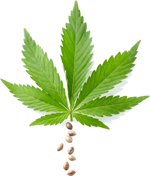 Cannabis Leaf